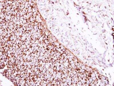 Immunohistochemistry-Paraffin: Glutamate Dehydrogenase Antibody [NBP2-16679]