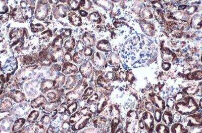 Immunohistochemistry-Paraffin: Glutamate Dehydrogenase Antibody [NBP2-16679]