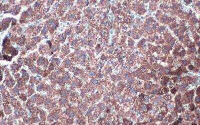 Immunohistochemistry-Paraffin: Glutamate Dehydrogenase Antibody [NBP2-16679]