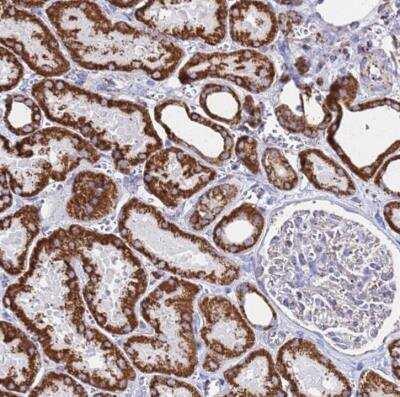 Immunohistochemistry-Paraffin: Glutamate Dehydrogenase Antibody [NBP2-54715]