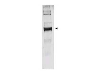 Western Blot: Glutamate Dehydrogenase Antibody [NB600-853]