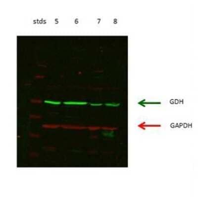 Western Blot: Glutamate Dehydrogenase Antibody [NBP1-54961]