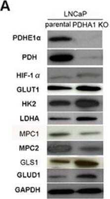 Western Blot: Glutamate Dehydrogenase Antibody [NBP1-54961]