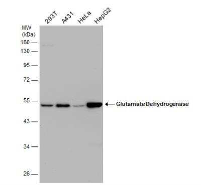 Western Blot: Glutamate Dehydrogenase Antibody [NBP2-16679]