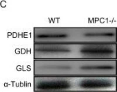 Western Blot: Glutamate Dehydrogenase Antibody [NBP2-16679]