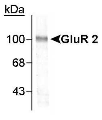 Western Blot: GluR2 Antibody [NB300-301]