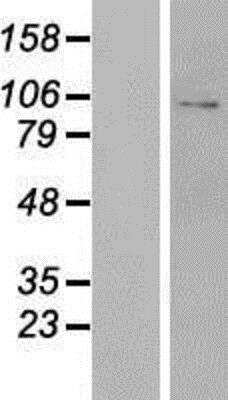 Western Blot: Glutamate Receptor 3 Overexpression Lysate [NBP2-10368]