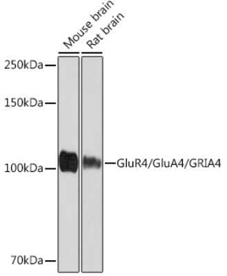 Western Blot: Glutamate Receptor 4 Antibody (4M5D0) [NBP3-16445]