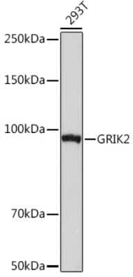 Western Blot: Glutamate Receptor 6 Antibody (4B4L9) [NBP3-16867]