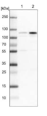 Western Blot: Glutamate Receptor 6 Antibody [NBP1-91946]