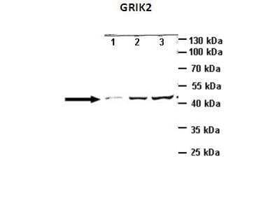 Western Blot: Glutamate Receptor 6 Antibody [NBP2-87510]