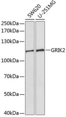 Western Blot: Glutamate Receptor 6 AntibodyBSA Free [NBP3-03667]