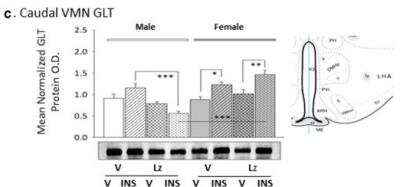 Western Blot: Glutaminase Antibody [NBP1-89766]