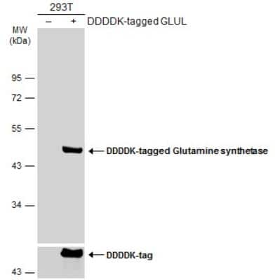 Western Blot: Glutamine Synthetase Antibody (1055) [NBP2-43646]