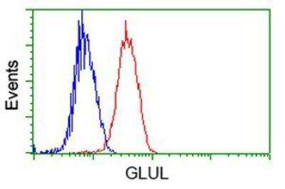 Flow Cytometry: Glutamine Synthetase Antibody (OTI1F4) [NBP2-02125]