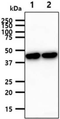 Western Blot: Glutamine Synthetase Antibody (8D7)BSA Free [NBP2-60240]