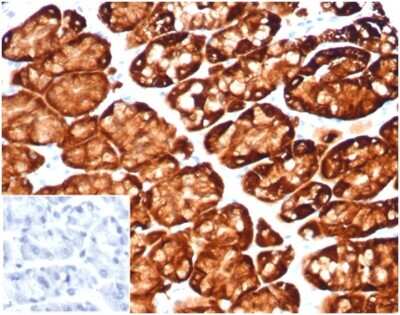 Immunohistochemistry-Paraffin: Glutamine Synthetase Antibody (GLUL/6600) [NBP3-13928]