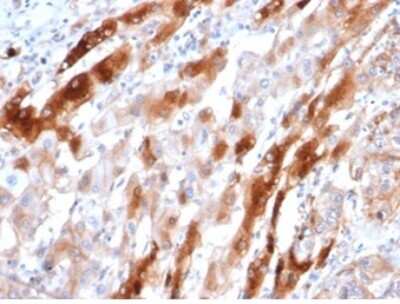 Immunohistochemistry-Paraffin: Glutamine Synthetase Antibody (GLUL/6604) [NBP3-13929]