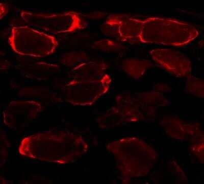 Immunocytochemistry/ Immunofluorescence: Glutamine Synthetase Antibody [NB110-41404]