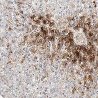 Immunohistochemistry-Paraffin: Glutamine Synthetase Antibody [NBP1-89767]