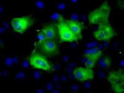 Flow Cytometry: Glutamine Synthetase Antibody (OTI1F4) - Azide and BSA Free [NBP2-70834]