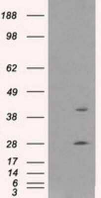 Western Blot: Glutamine Synthetase Antibody (OTI1F4)Azide and BSA Free [NBP2-70834]