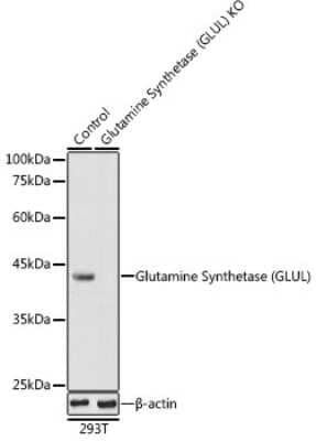 Western Blot: Glutamine Synthetase AntibodyBSA Free [NBP3-03471]