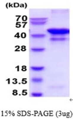 SDS-PAGE: Recombinant Human Glutamine Synthetase Protein [NBP2-52376]