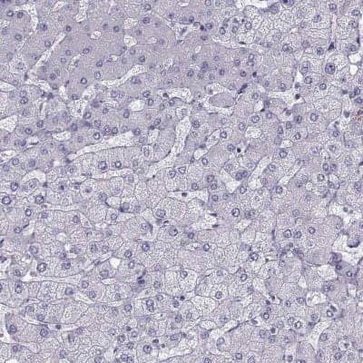 Immunohistochemistry-Paraffin: Glutaminyl-peptide Cyclotransferase/QPCT Antibody [NBP1-81838]