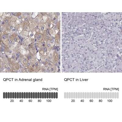 Immunohistochemistry-Paraffin: Glutaminyl-peptide Cyclotransferase/QPCT Antibody [NBP1-81838]