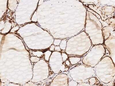 Immunohistochemistry-Paraffin: Glutaminyl-peptide Cyclotransferase/QPCT Antibody [NBP3-00186]