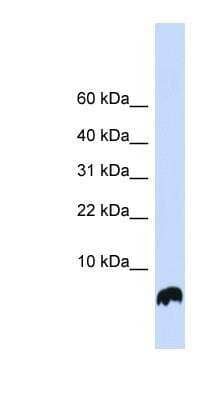 Western Blot: Glutaredoxin 1/GLRX1 Antibody [NBP1-56684]