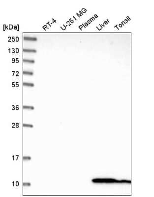 Western Blot: Glutaredoxin 1/GLRX1 Antibody [NBP2-55346]