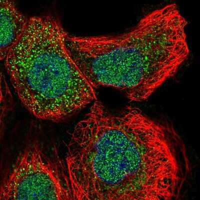 Immunocytochemistry/ Immunofluorescence: Glutaredoxin 2 Antibody [NBP2-58192]