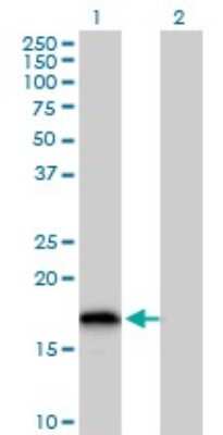 Western Blot: Glutaredoxin 2 Antibody [H00051022-B01P]