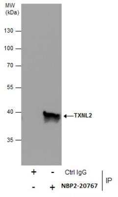 Immunoprecipitation: Glutaredoxin 3/GLRX3 Antibody [NBP2-20767]