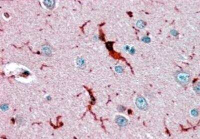 Immunohistochemistry-Paraffin: Glutathione Peroxidase 1/GPX1 Antibody [NB100-40805]