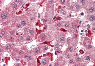 Immunohistochemistry-Paraffin: Glutathione Peroxidase 1/GPX1 Antibody [NB100-40805]