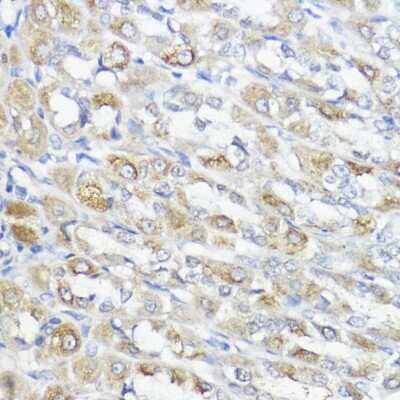 Immunohistochemistry-Paraffin: Glutathione Peroxidase 2/GPX2 Antibody - Azide and BSA Free [NBP3-03209]