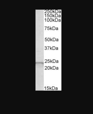 Western Blot: Glutathione Peroxidase 2/GPX2 Antibody [NB100-1888]