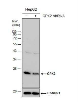 Western Blot: Glutathione Peroxidase 2/GPX2 Antibody [NBP1-32002]