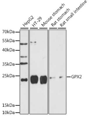 Western Blot: Glutathione Peroxidase 2/GPX2 AntibodyAzide and BSA Free [NBP3-03209]