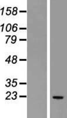 Western Blot: Glutathione Peroxidase 2/GPX2 Overexpression Lysate [NBL1-11315]