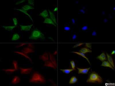 Immunocytochemistry/ Immunofluorescence: Glutathione Peroxidase 3/GPX3 Antibody [NBP1-06398]