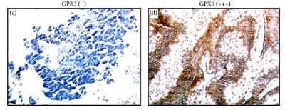 Immunohistochemistry: Glutathione Peroxidase 3/GPX3 Antibody [NBP1-06398]