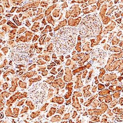 Immunohistochemistry-Paraffin: Glutathione Peroxidase 3/GPX3 Antibody [NBP1-06398]