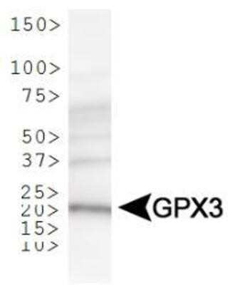 Western Blot: Glutathione Peroxidase 3/GPX3 Antibody [NBP1-06398]
