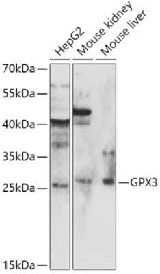 Western Blot: Glutathione Peroxidase 3/GPX3 AntibodyAzide and BSA Free [NBP3-03845]