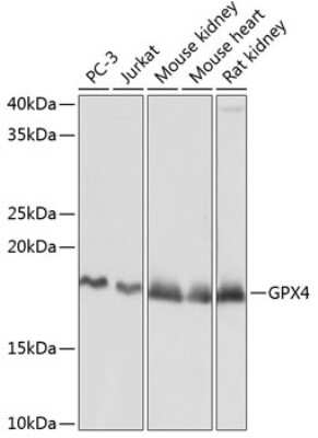 Western Blot: Glutathione Peroxidase 4/GPX4 Antibody (7O4Q9) [NBP3-15362]