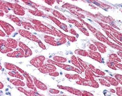 Immunohistochemistry-Paraffin: Glutathione Peroxidase 4/GPX4 Antibody [NBP1-54691]